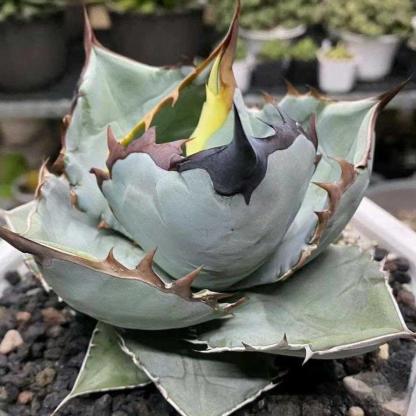 5-7cm Agave Titanota 'Panda