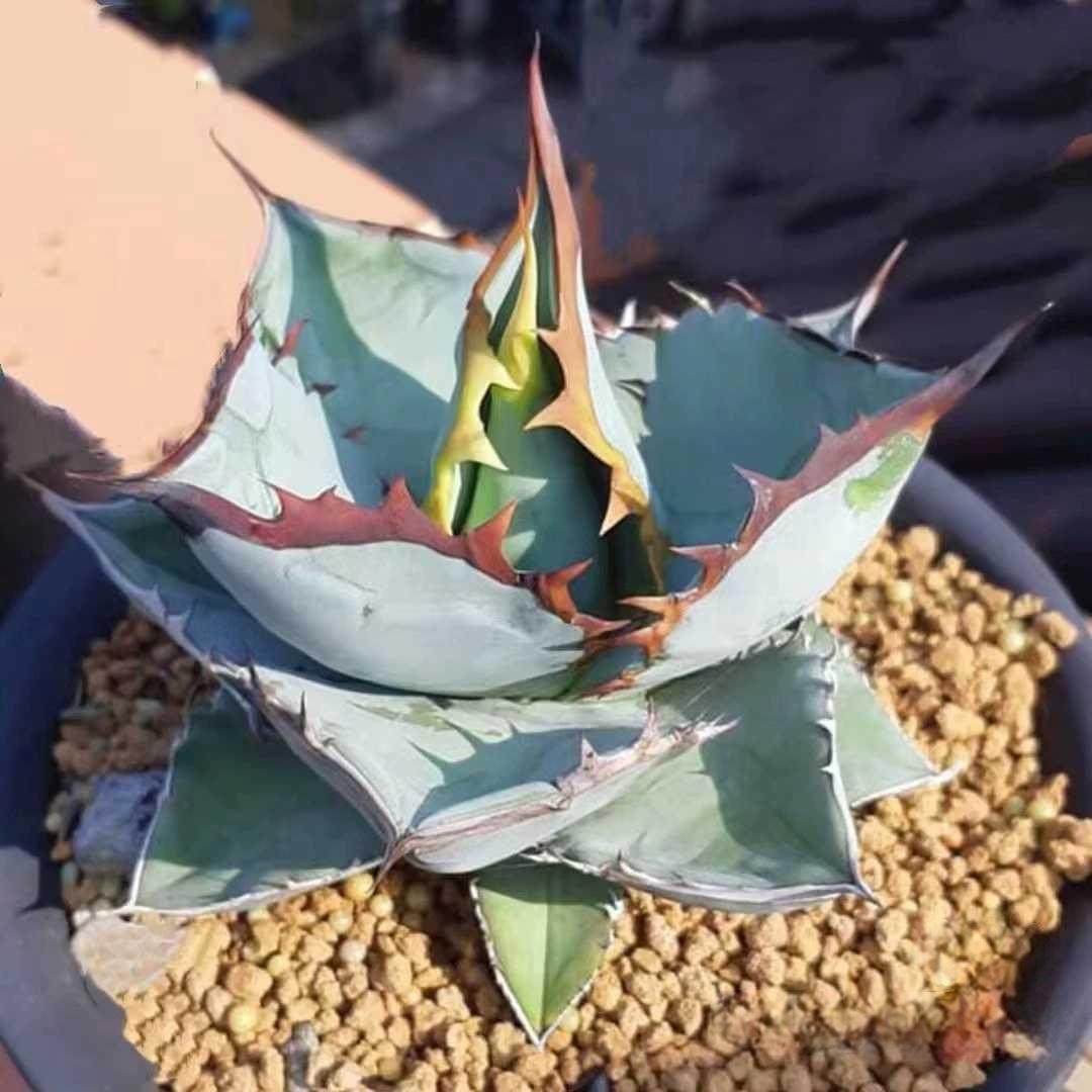 5-7cm Agave Titanota 'Panda