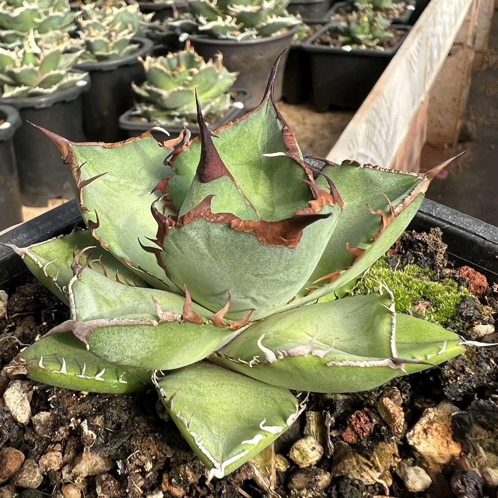 5-7cm Agave Titanota 'Panda