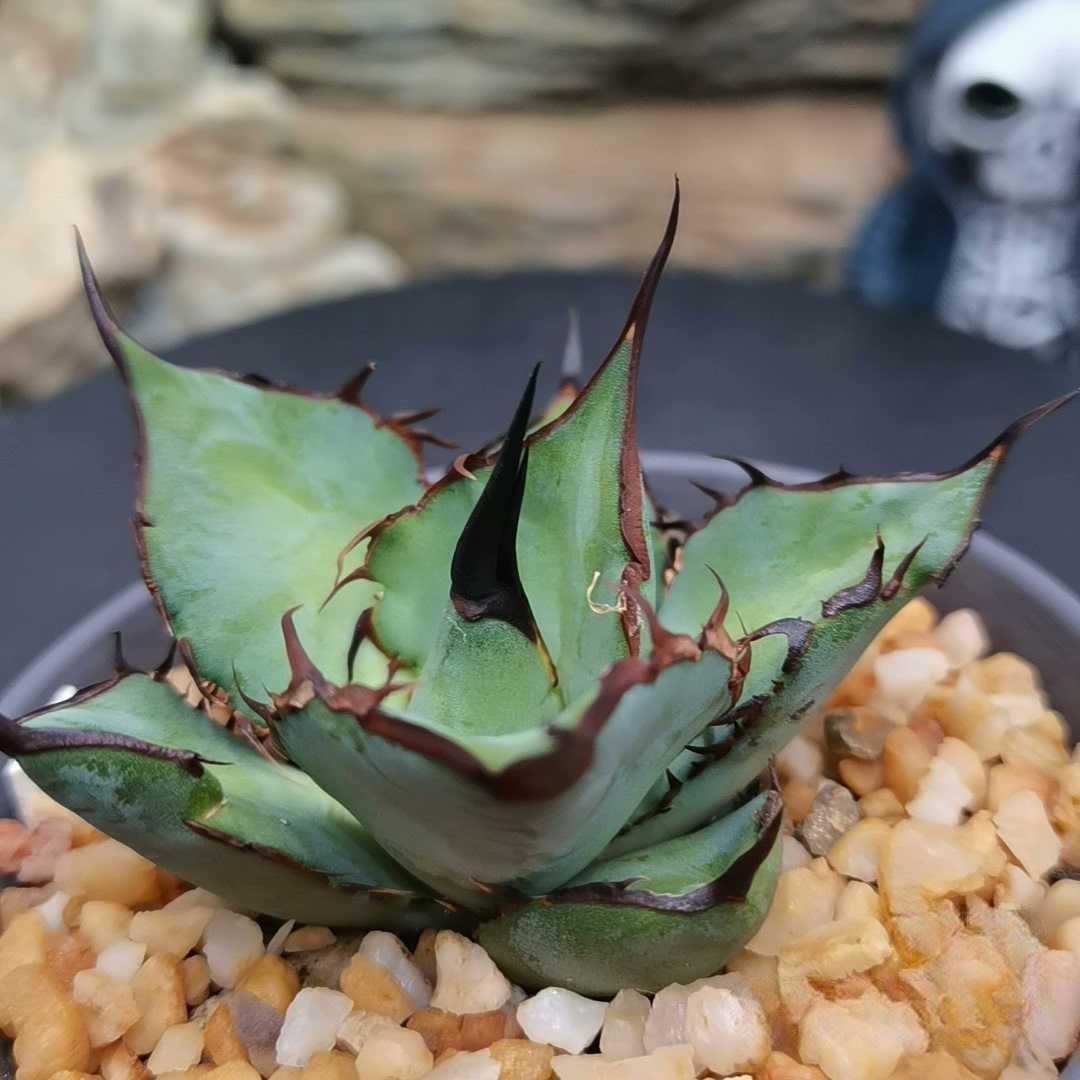 5-7cm Agave Titanota 'Panda