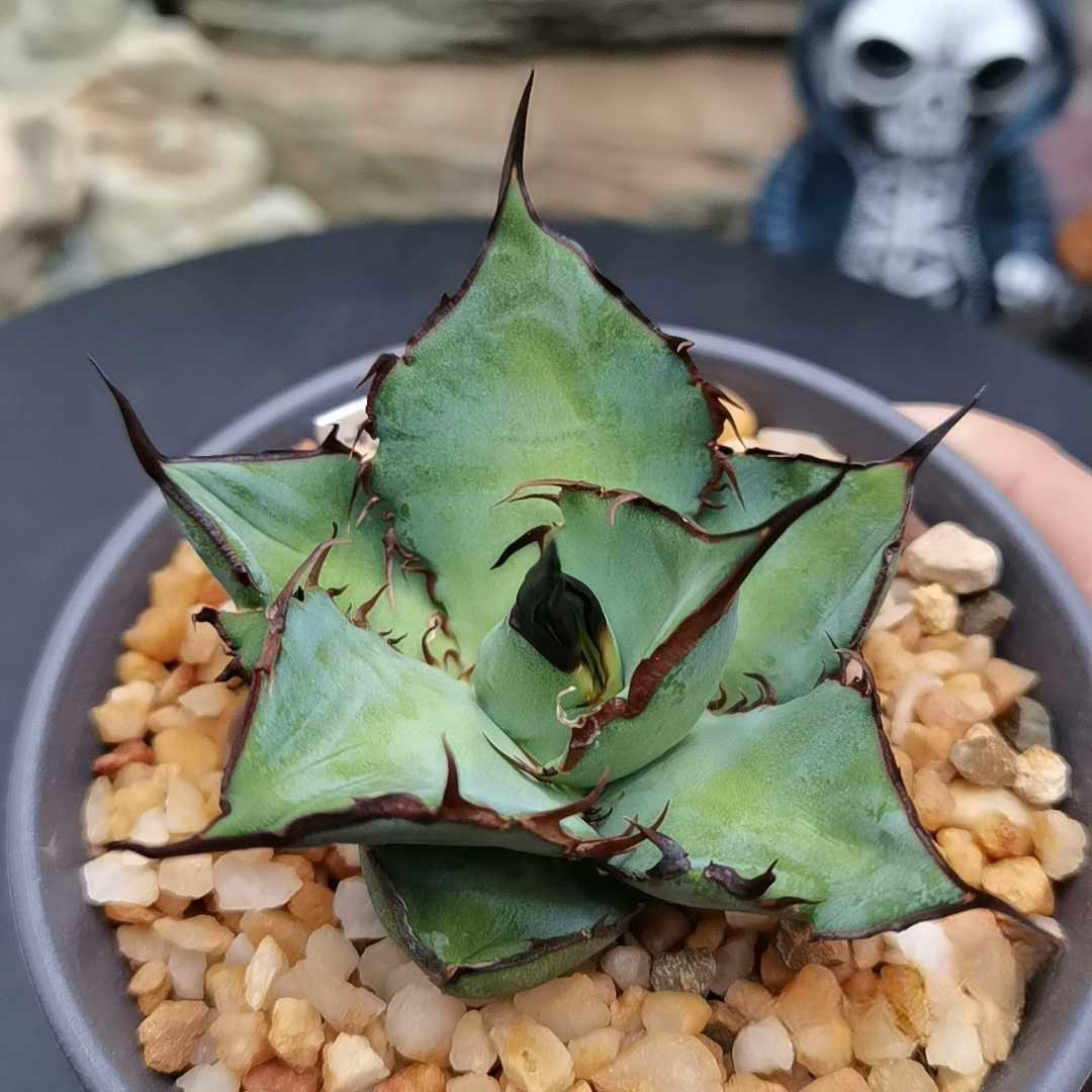 5-7cm Agave Titanota 'Panda