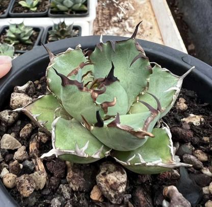 7-9cm Agave oteroi black whale（subadult）