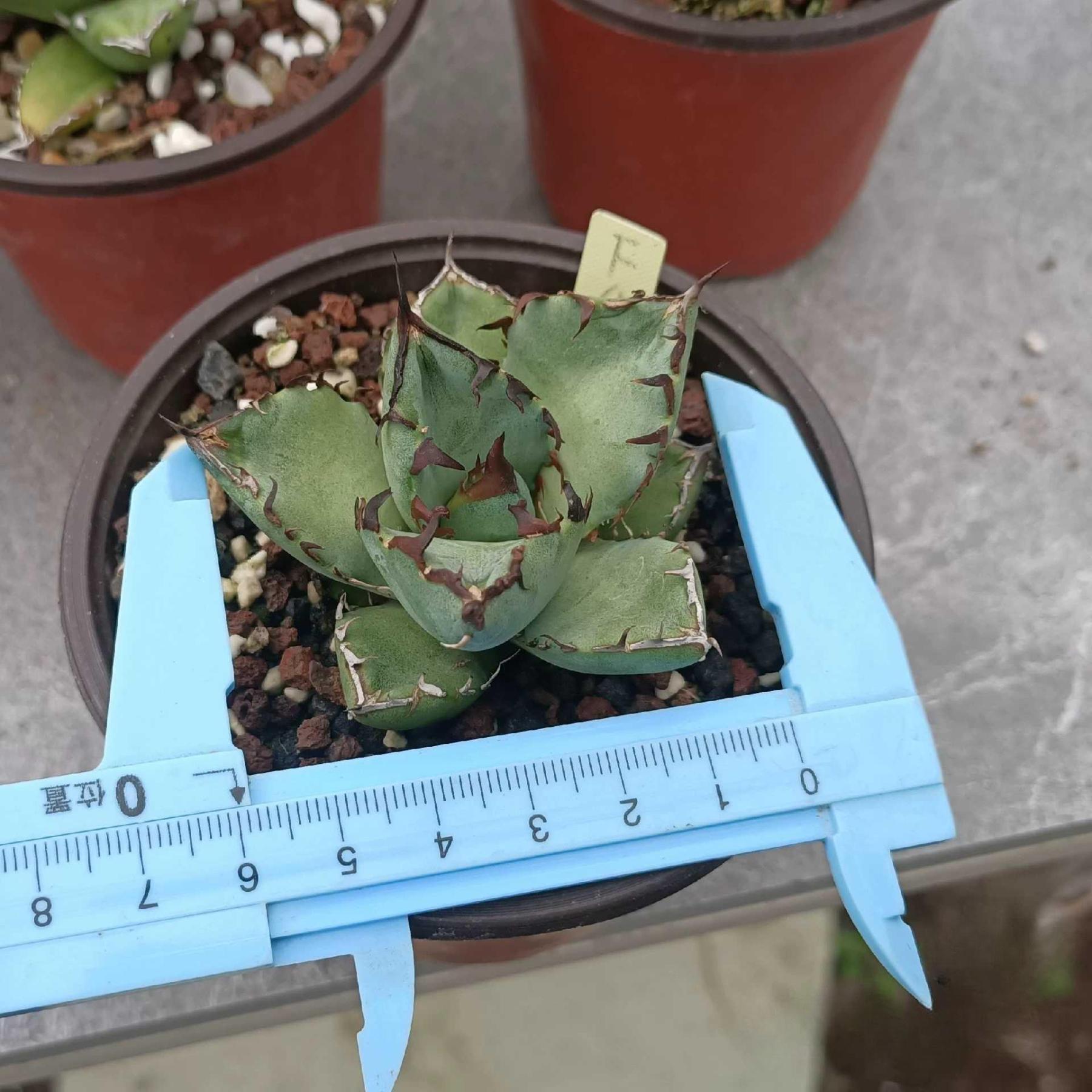4-12cm Agave oteroi black whale