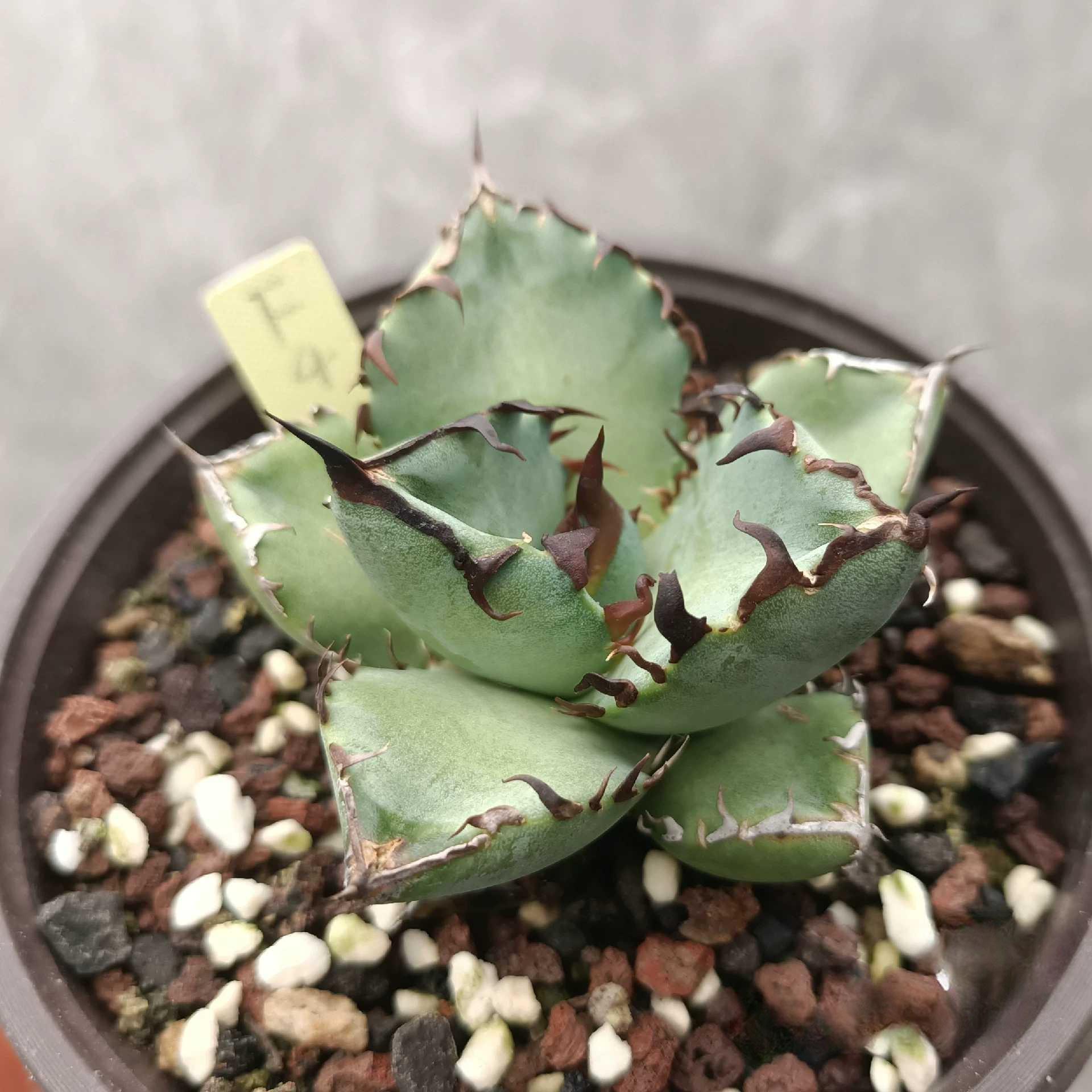 7-9cm Agave oteroi black whale（subadult）