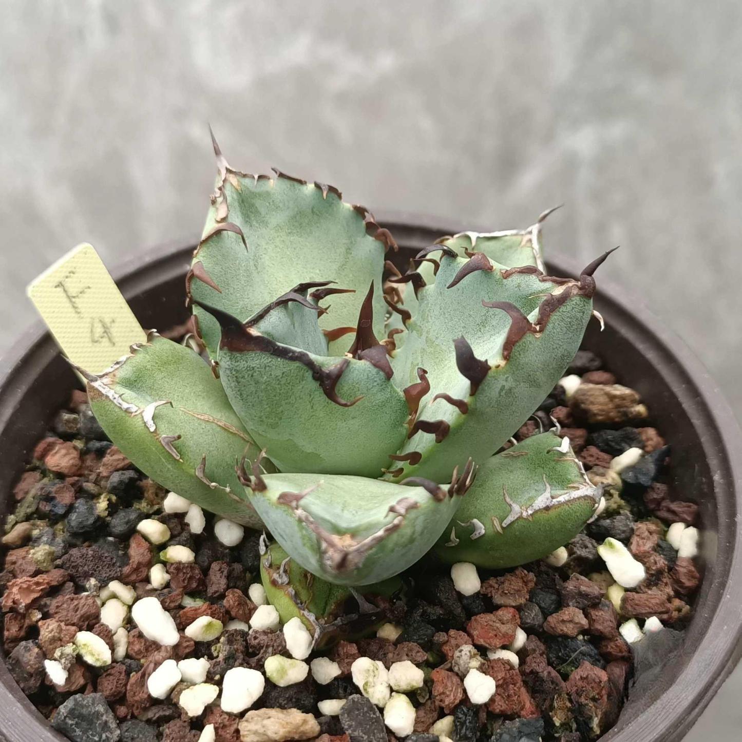 7-9cm Agave oteroi black whale（subadult）
