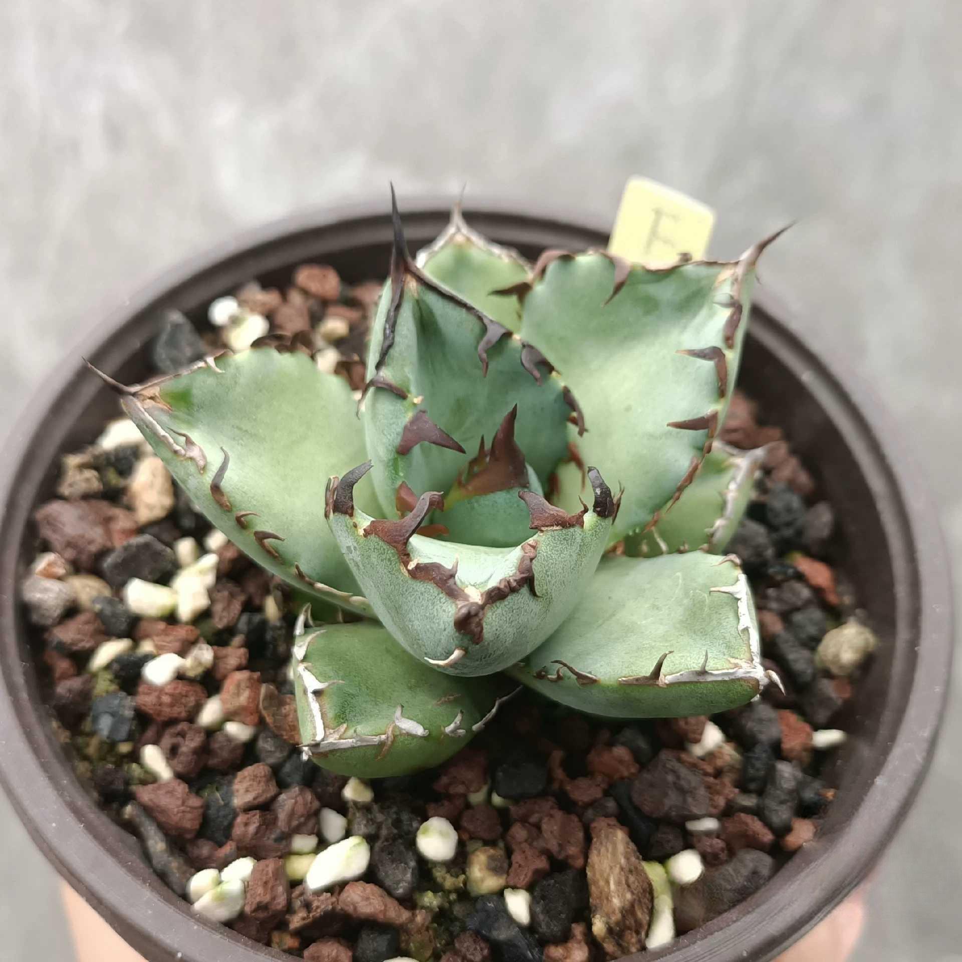 4-12cm Agave oteroi black whale