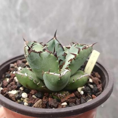 7-9cm Agave oteroi black whale（subadult）