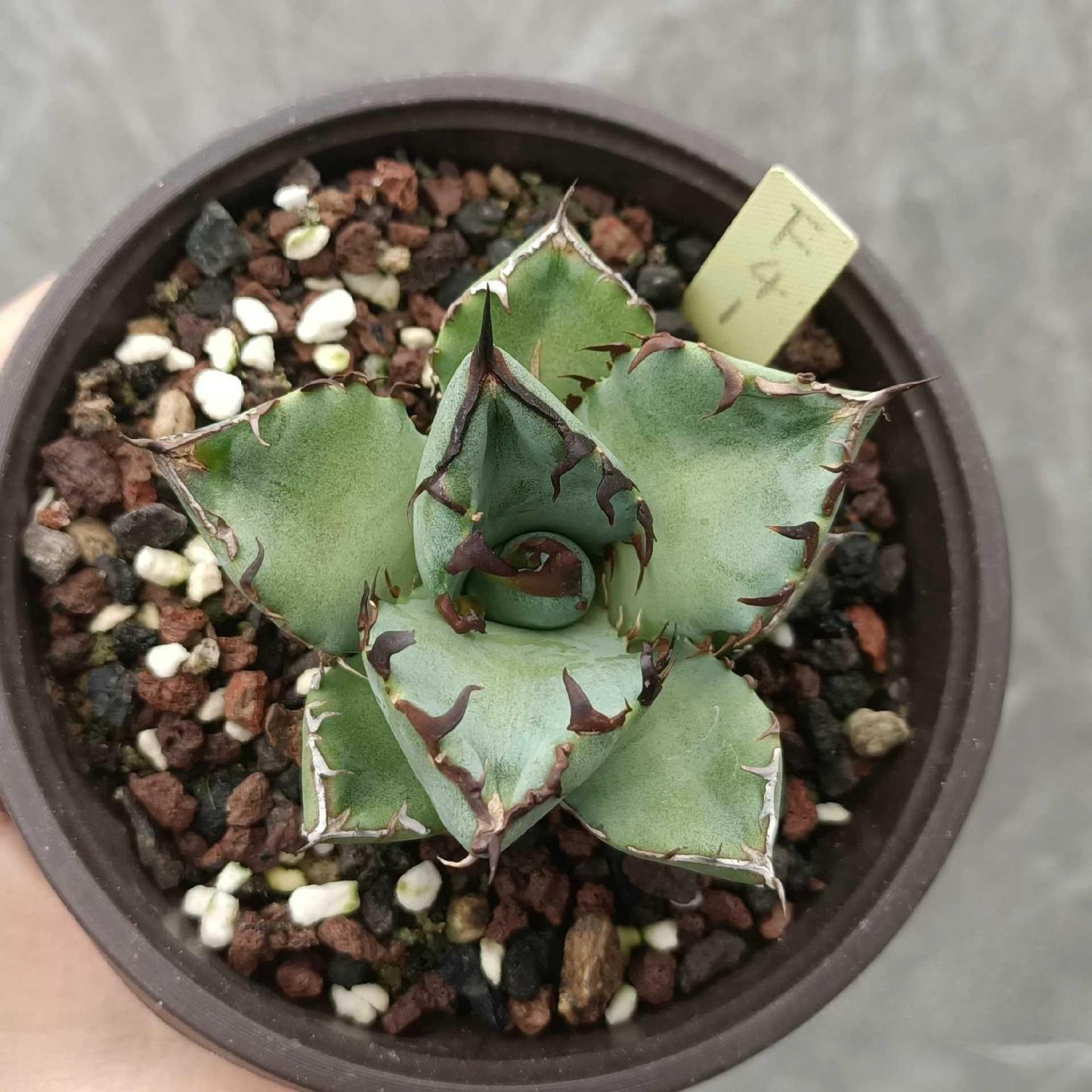 7-9cm Agave oteroi black whale（subadult）
