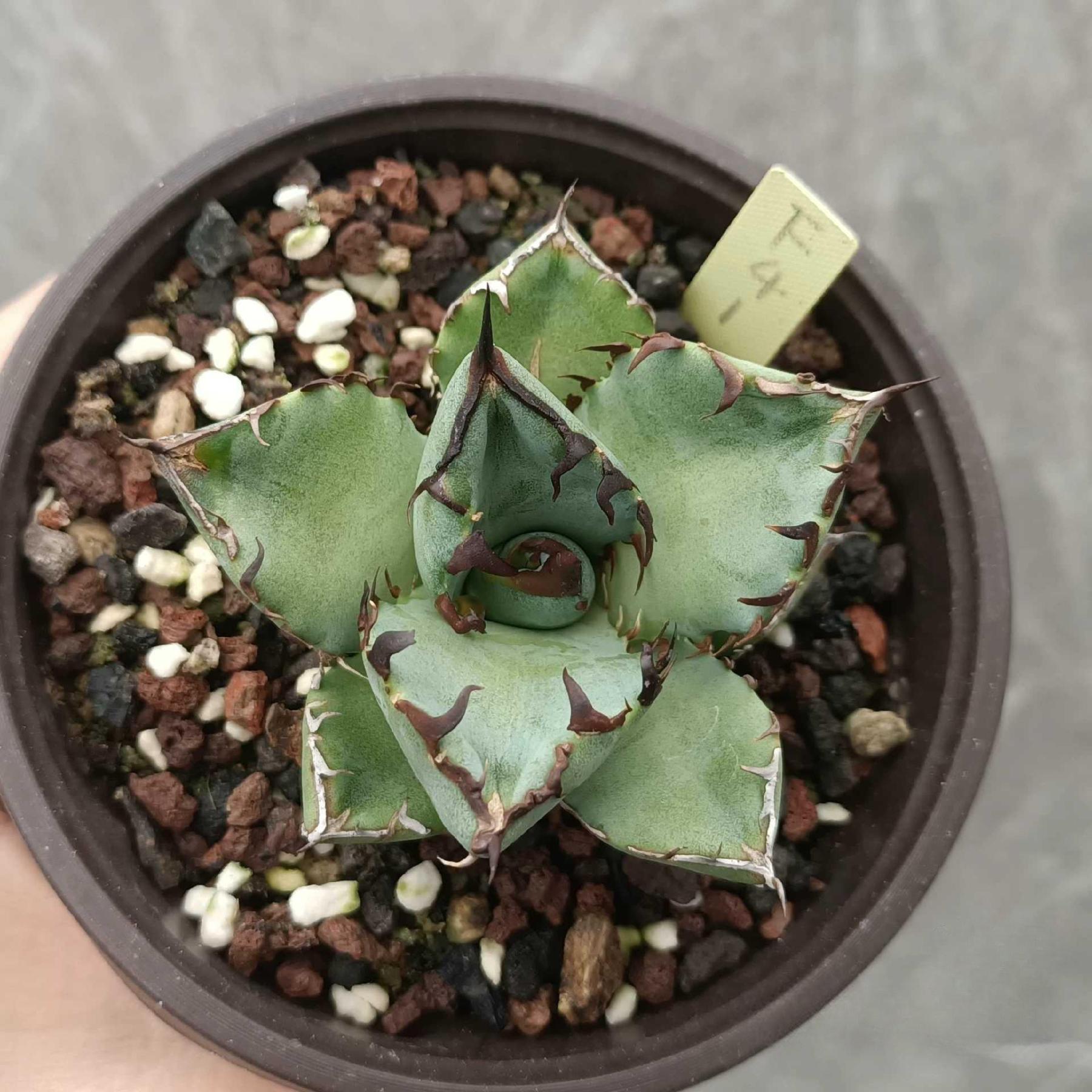 7-9cm Agave oteroi black whale（subadult）