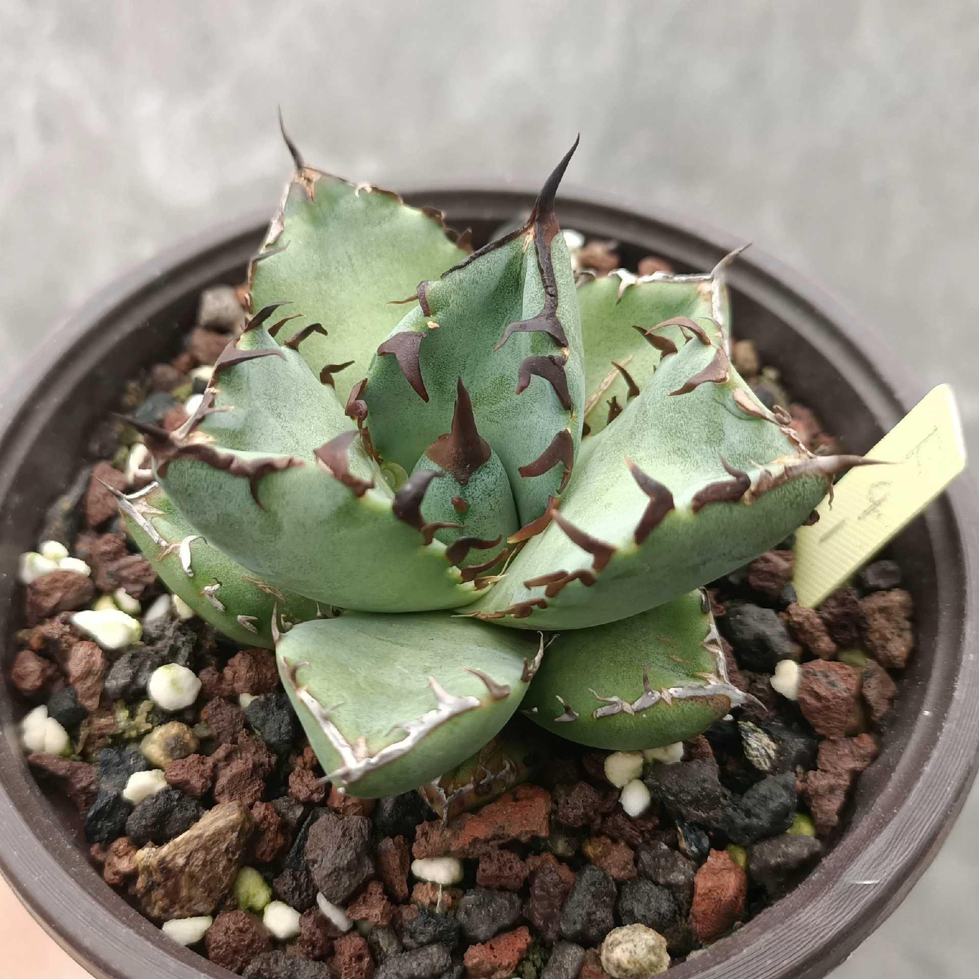 7-9cm Agave oteroi black whale（subadult）