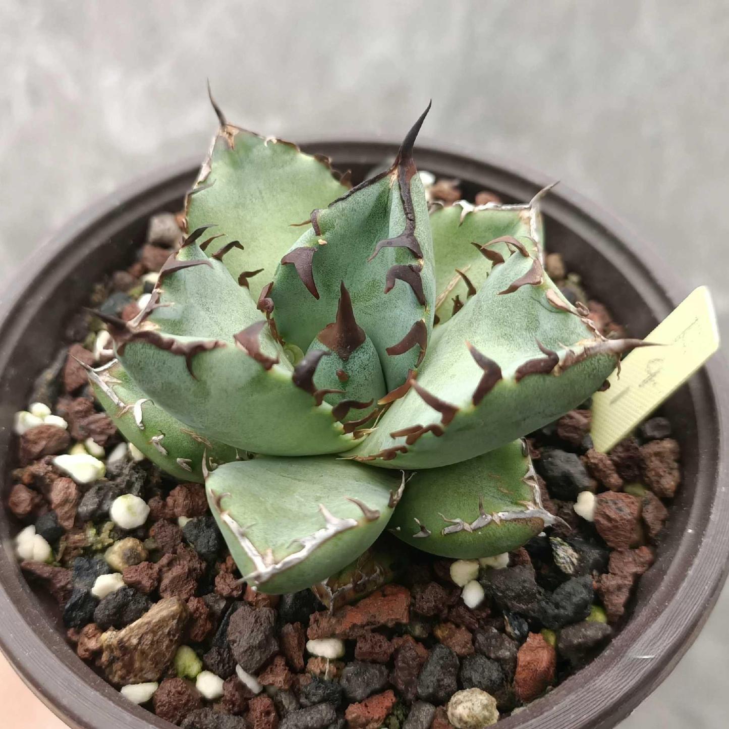 7-9cm Agave oteroi black whale（subadult）
