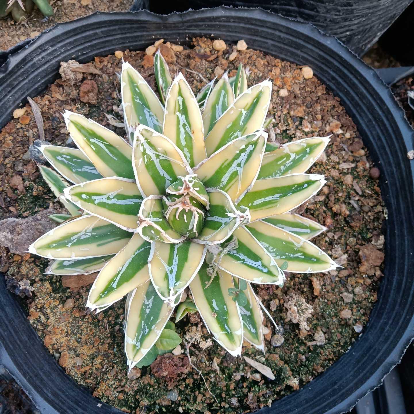 8-10cm Agave Victoria Reginae Kizan（subadult）