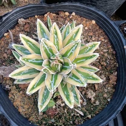 8-15cm Agave Victoria Reginae Kizan