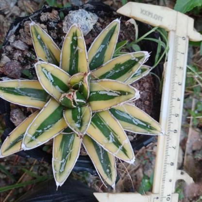 8-15cm Agave Victoria Reginae Kizan