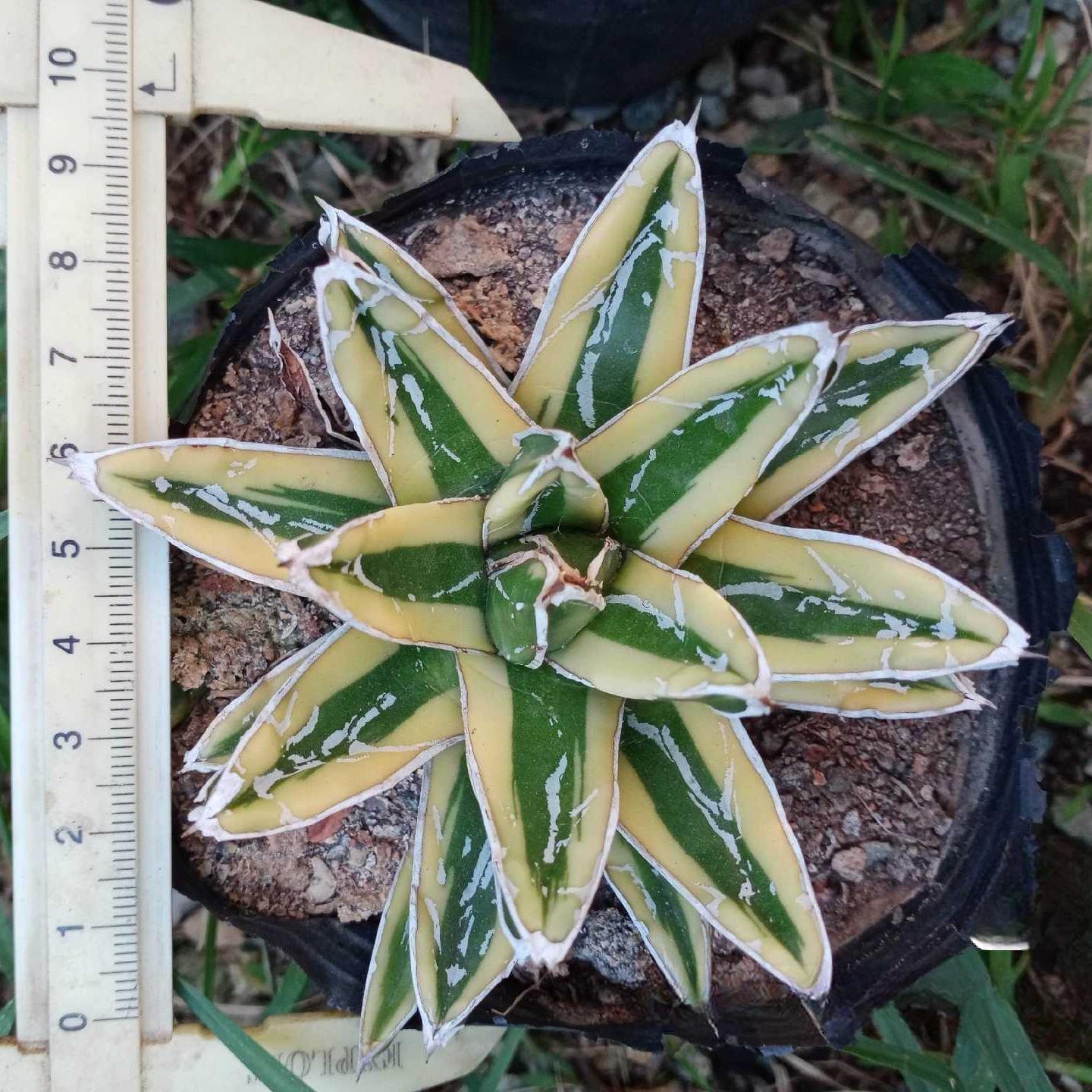 8-15cm Agave Victoria Reginae Kizan