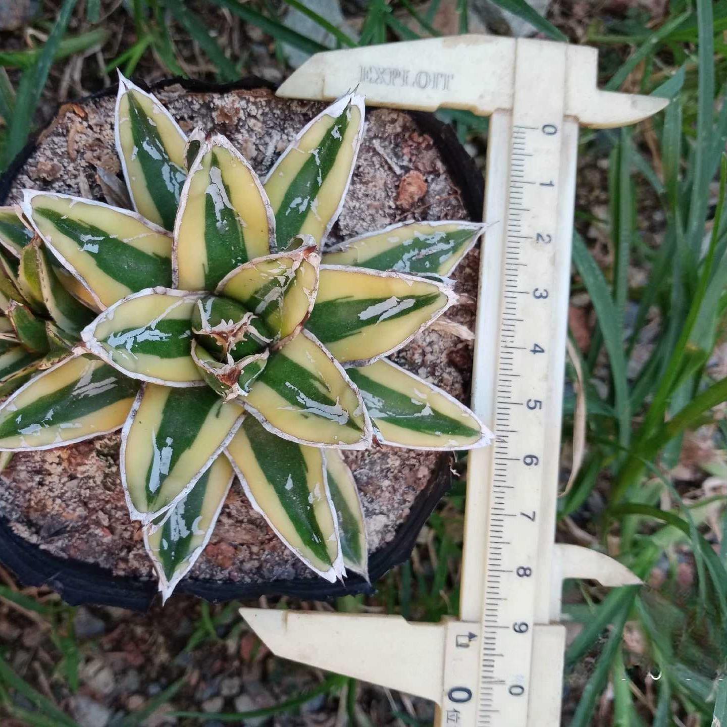 8-15cm Agave Victoria Reginae Kizan
