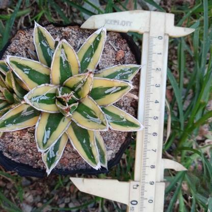 8-15cm Agave Victoria Reginae Kizan
