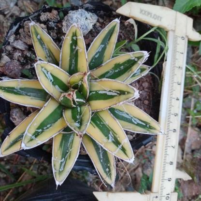 8-15cm Agave Victoria Reginae Kizan