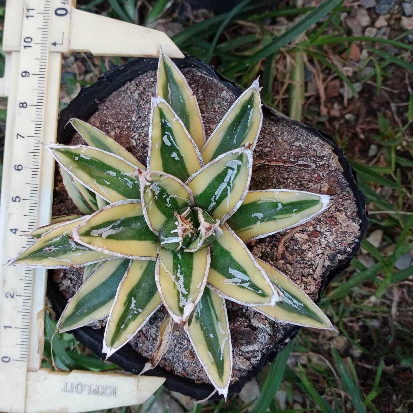 8-15cm Agave Victoria Reginae Kizan