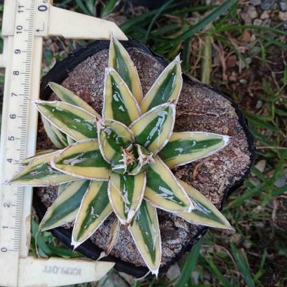 8-15cm Agave Victoria Reginae Kizan