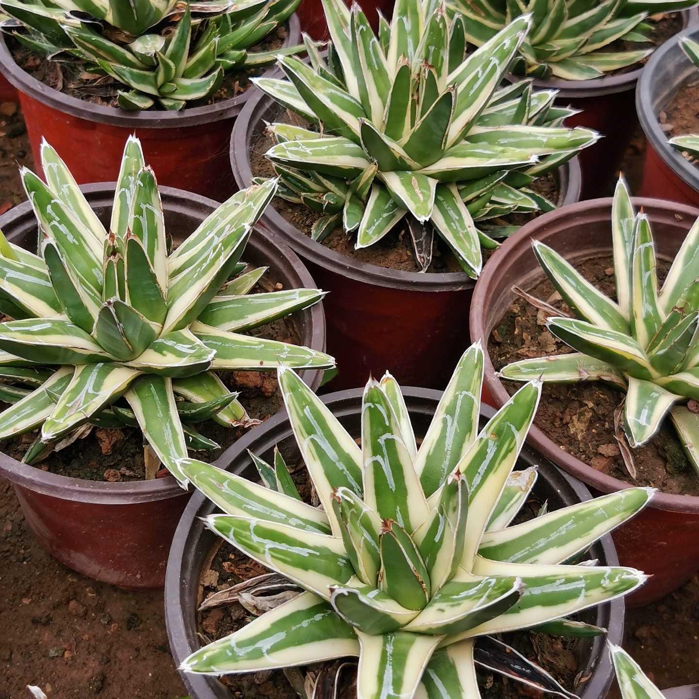 Agave victoriae-reginae Shin Yukiyama