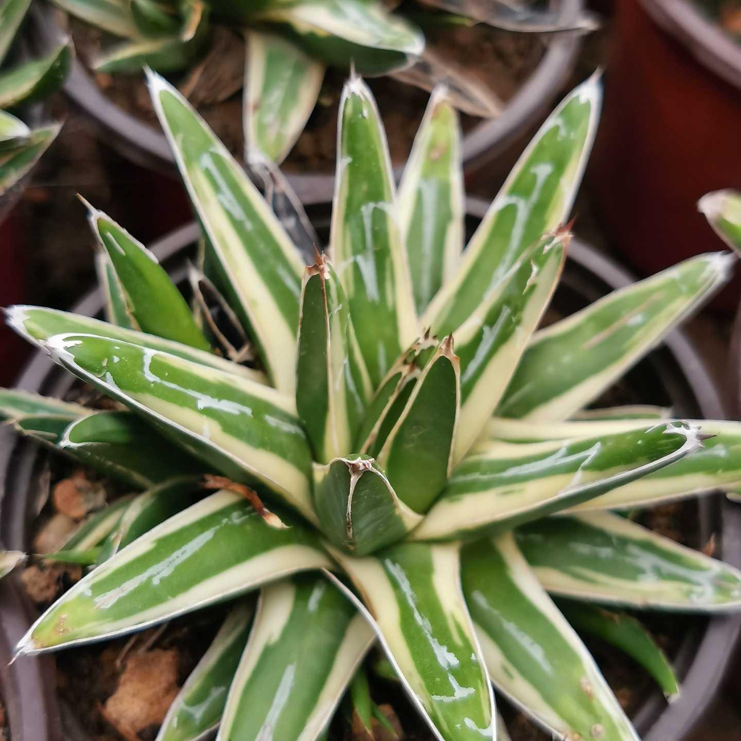 Agave victoriae-reginae Shin Yukiyama