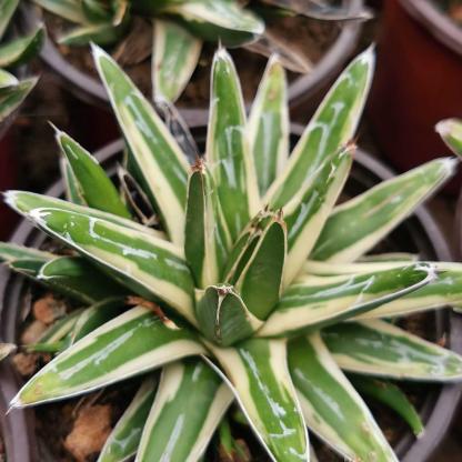 Agave victoriae-reginae Shin Yukiyama