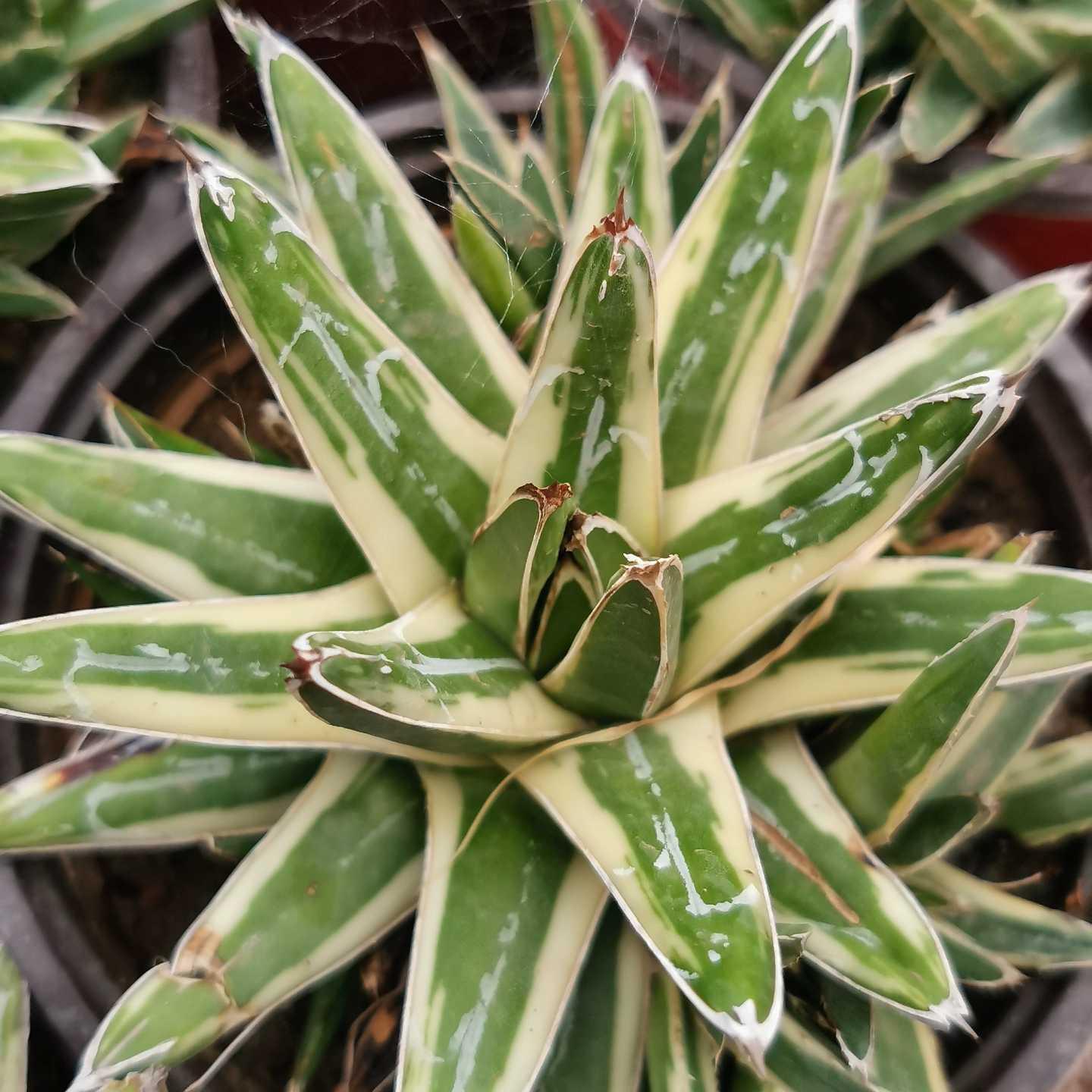 Agave victoriae-reginae Shin Yukiyama