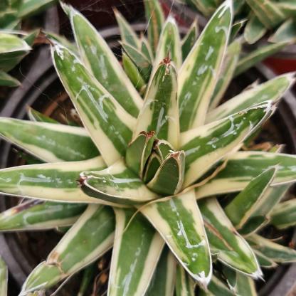 Agave victoriae-reginae Shin Yukiyama