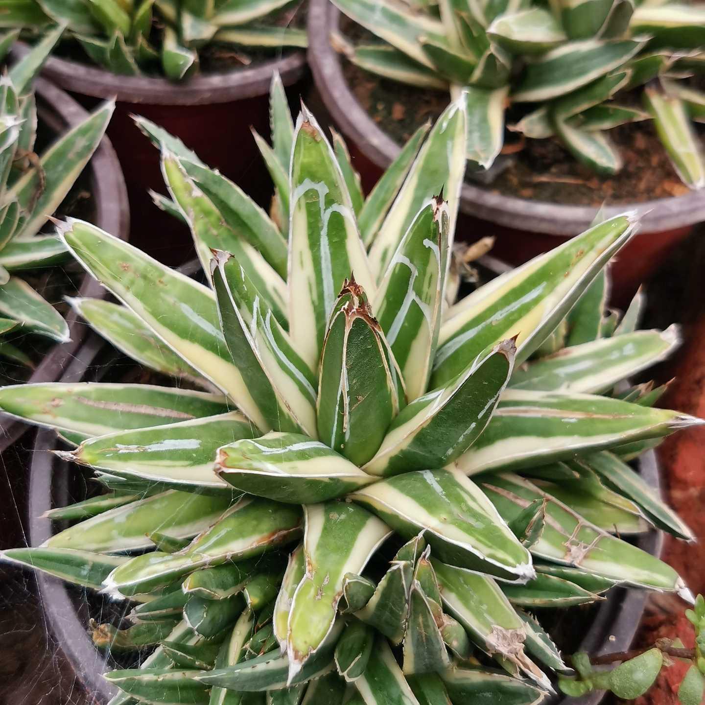 Agave victoriae-reginae Shin Yukiyama