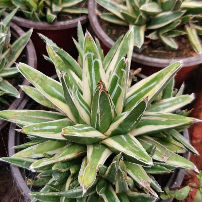 Agave victoriae-reginae Shin Yukiyama