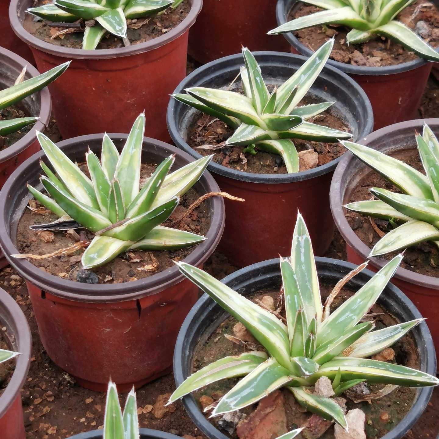 Agave victoriae-reginae Shin Yukiyama