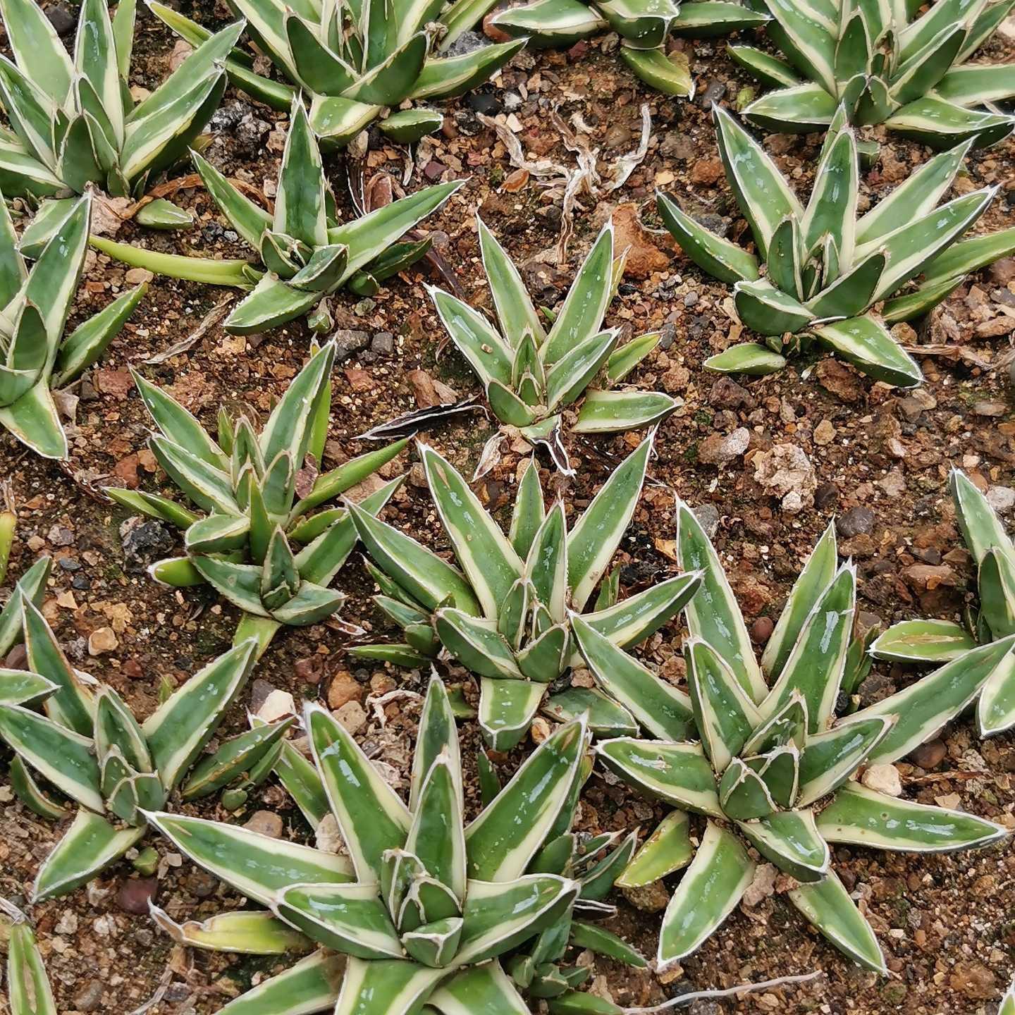 Agave victoriae-reginae Shin Yukiyama