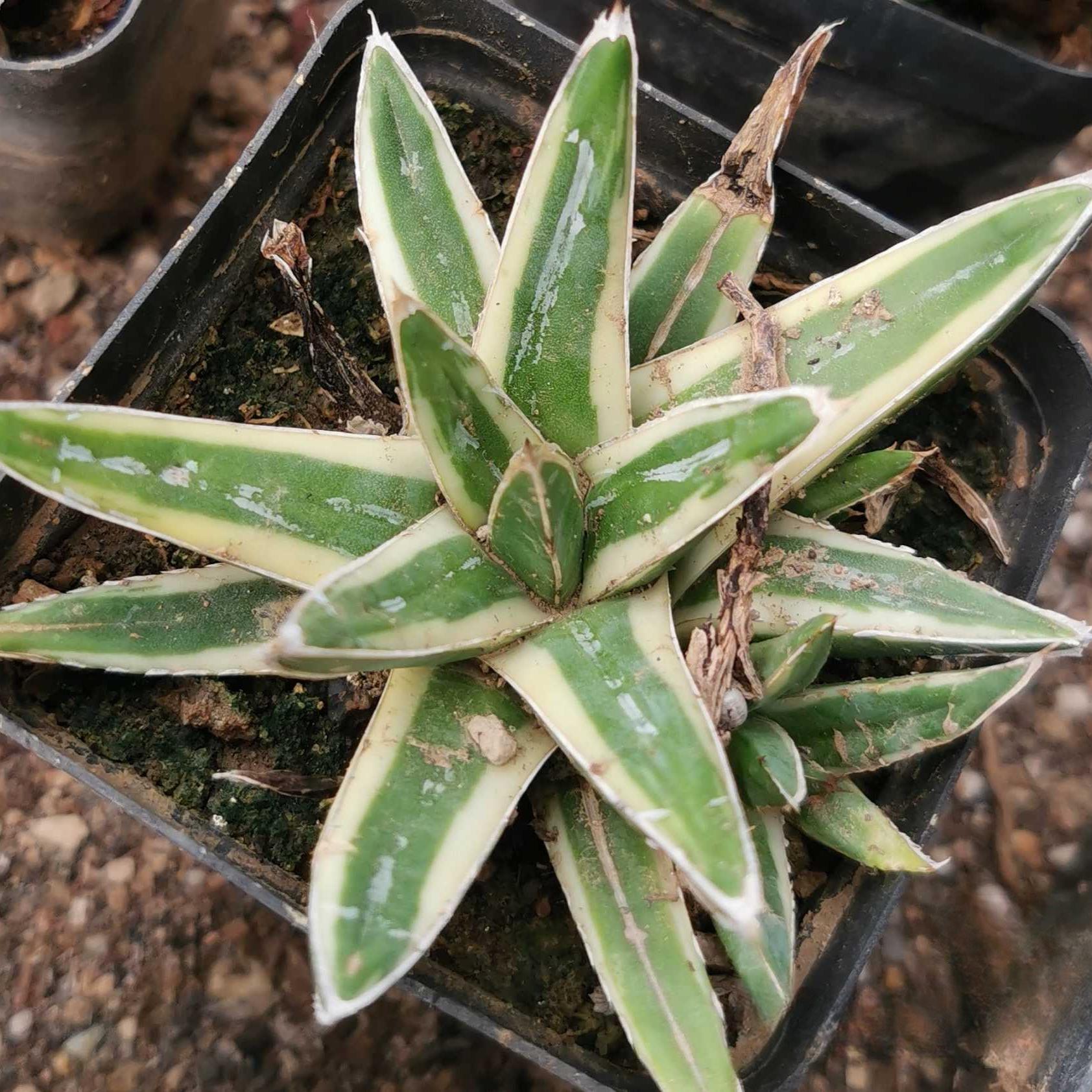 Agave victoriae-reginae Shin Yukiyama