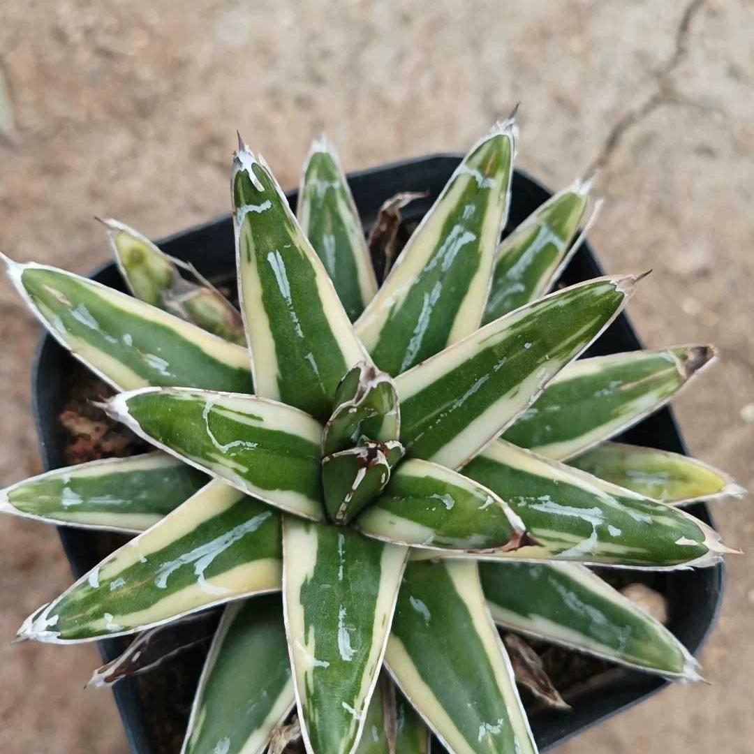Agave victoriae-reginae Shin Yukiyama