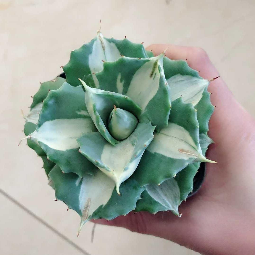 5-7cm Agave isthmensis Ohi Raijin Shiro Nakafu