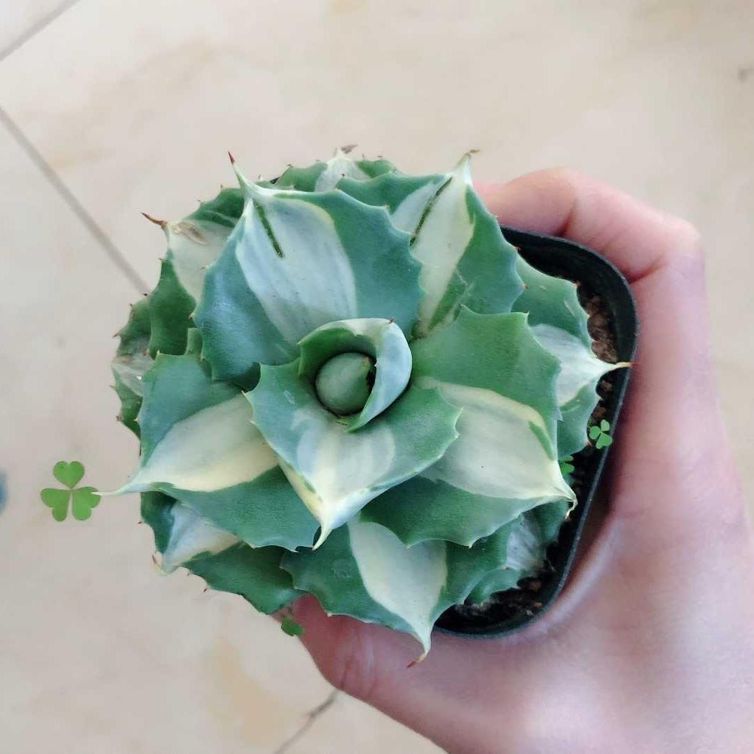 5-7cm Agave isthmensis Ohi Raijin Shiro Nakafu