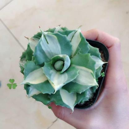 5-7cm Agave isthmensis Ohi Raijin Shiro Nakafu