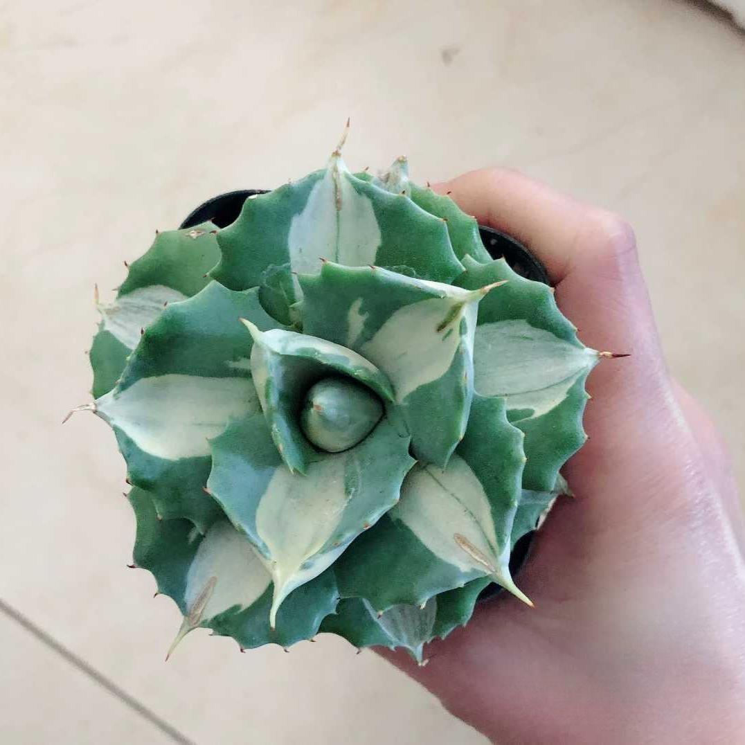 5-7cm Agave isthmensis Ohi Raijin Shiro Nakafu
