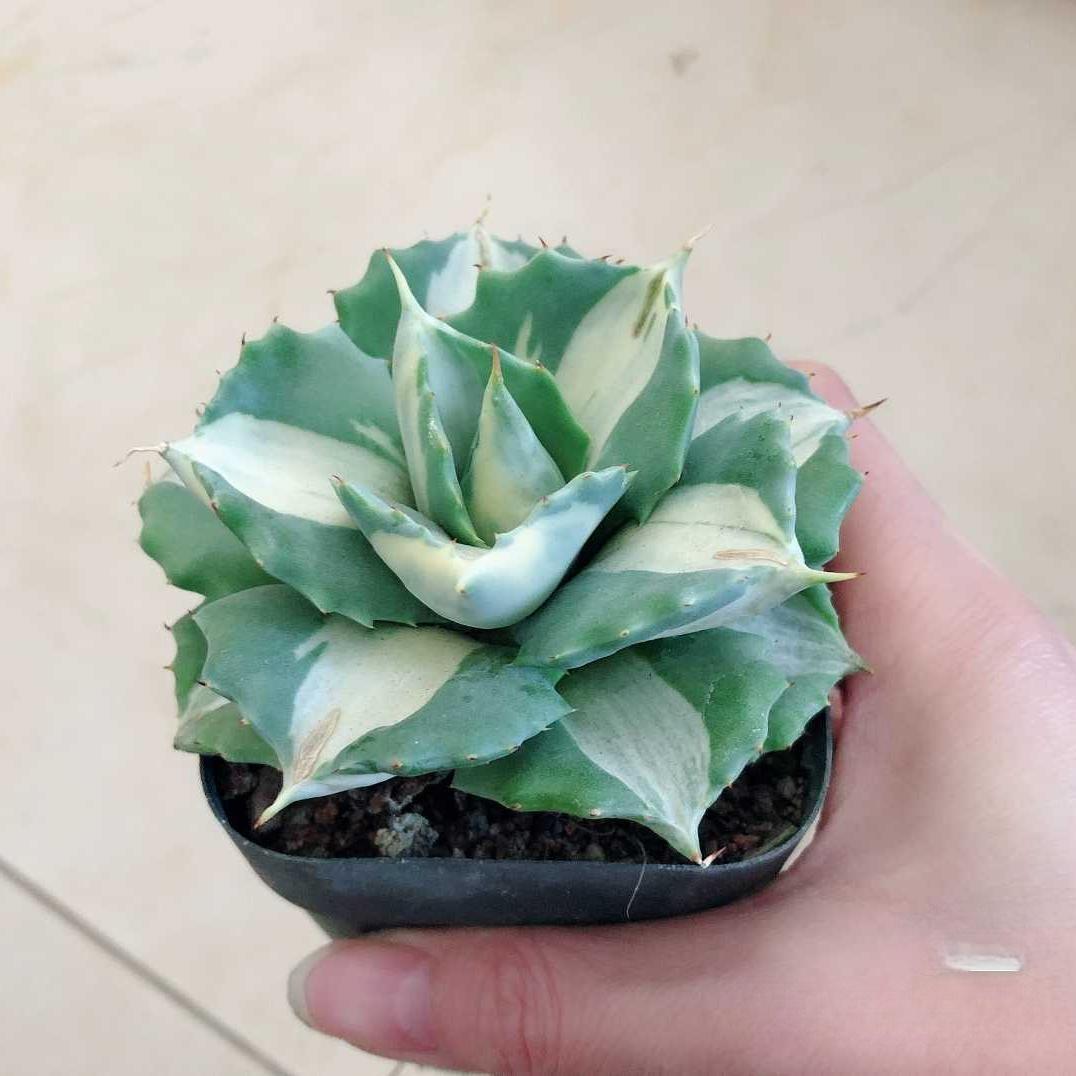 5-7cm Agave isthmensis Ohi Raijin Shiro Nakafu