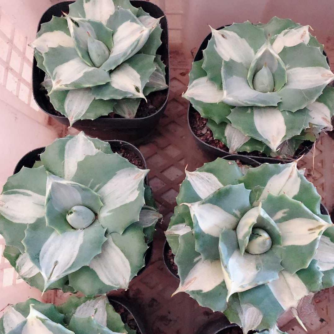 5-7cm Agave isthmensis Ohi Raijin Shiro Nakafu