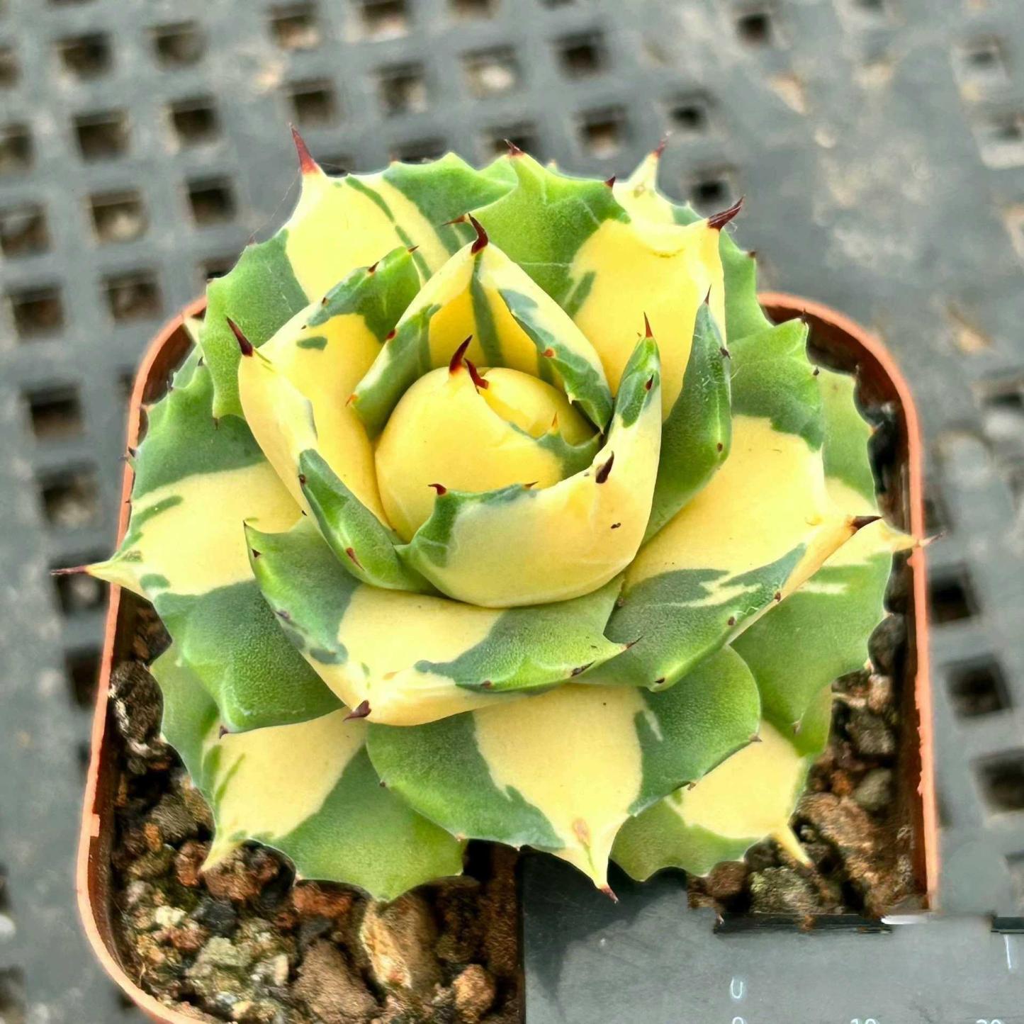 4-6cm Agave isthmensis Ohi Raijin Ki Nakafu