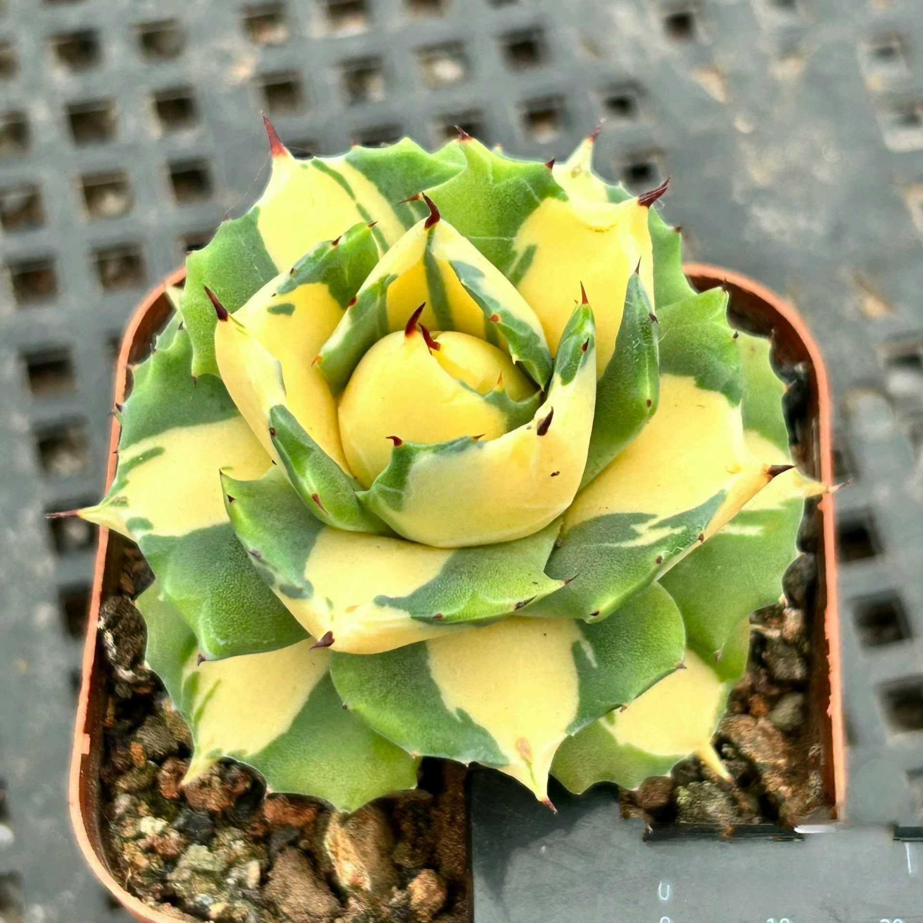 4-6cm Agave isthmensis Ohi Raijin Ki Nakafu