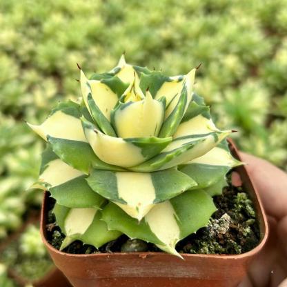 4-6cm Agave isthmensis Ohi Raijin Ki Nakafu