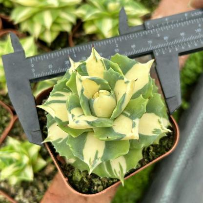 4-6cm Agave isthmensis Ohi Raijin Ki Nakafu