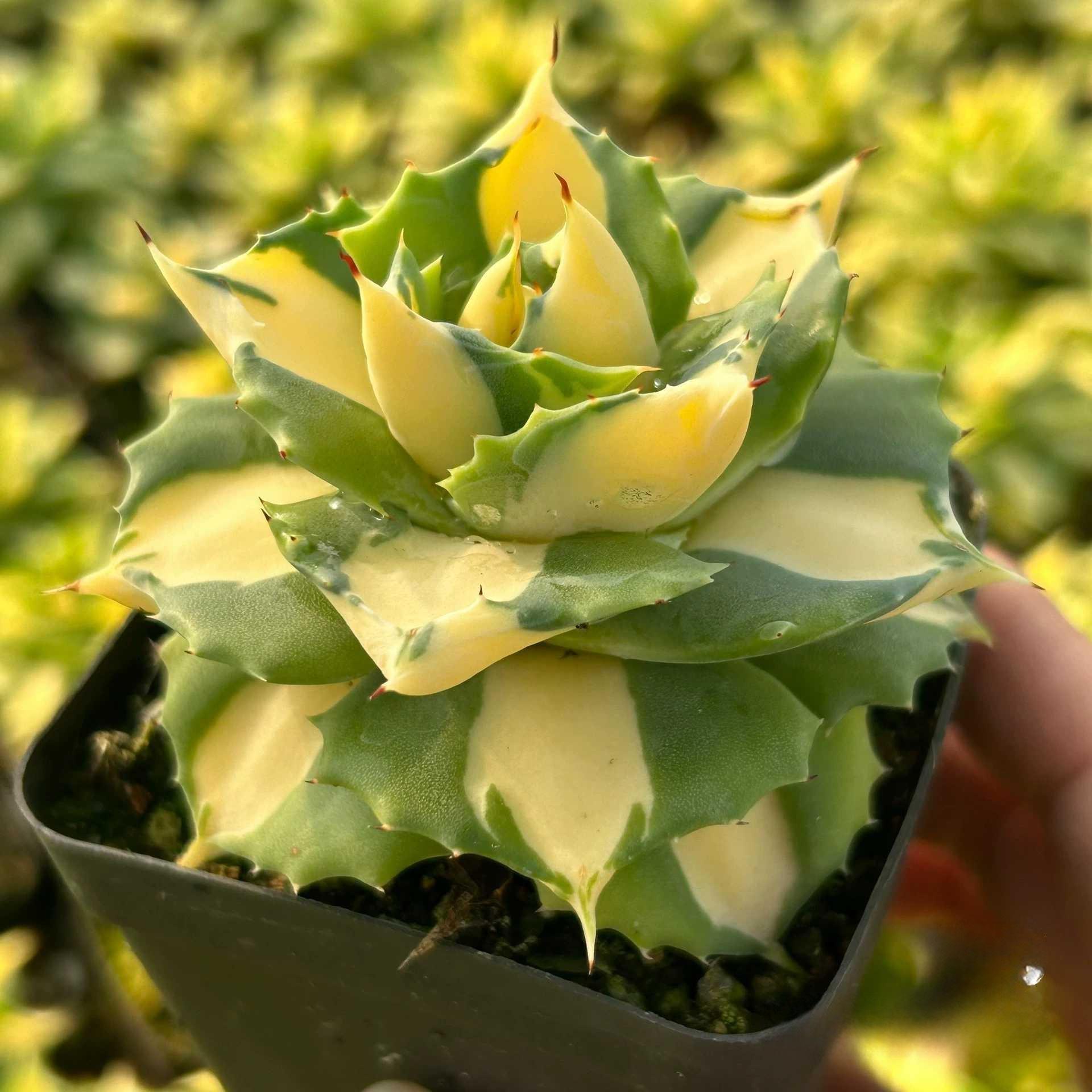 4-6cm Agave isthmensis Ohi Raijin Ki Nakafu