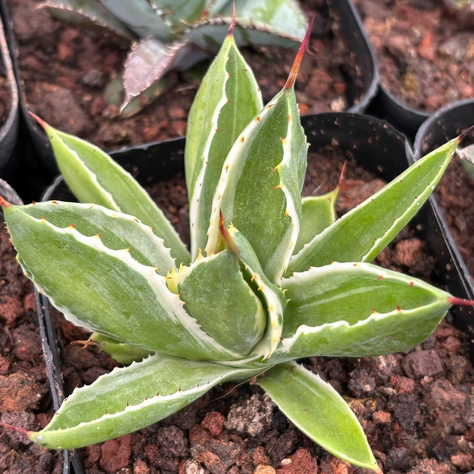 Agave isthmensis 'Cubic' variegated