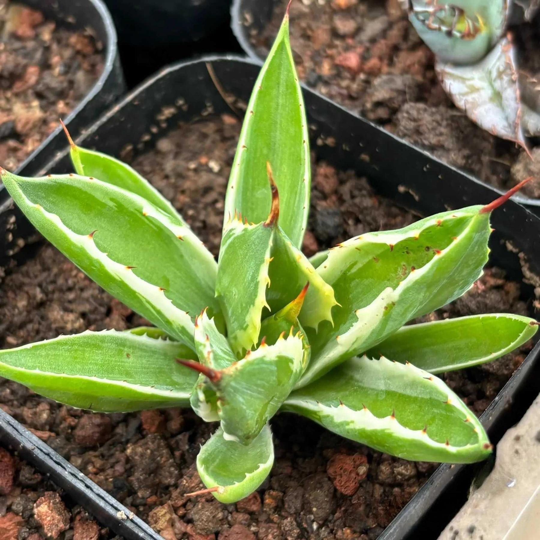 Agave isthmensis 'Cubic' variegated
