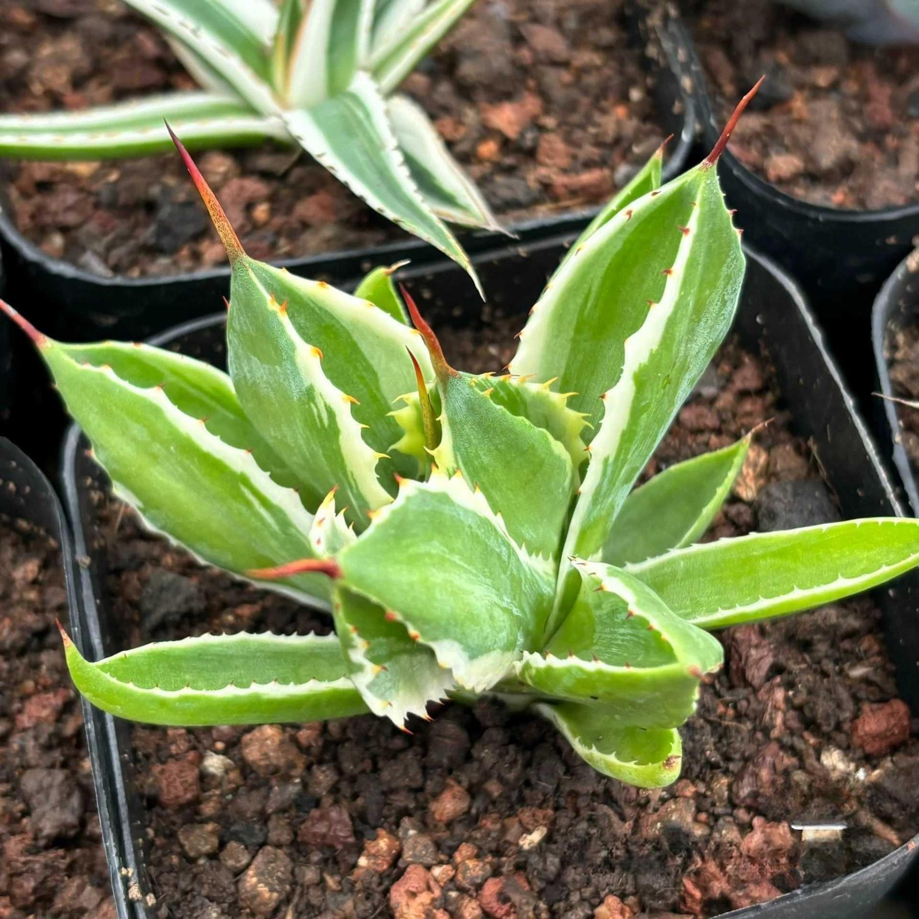 Agave isthmensis 'Cubic' variegated