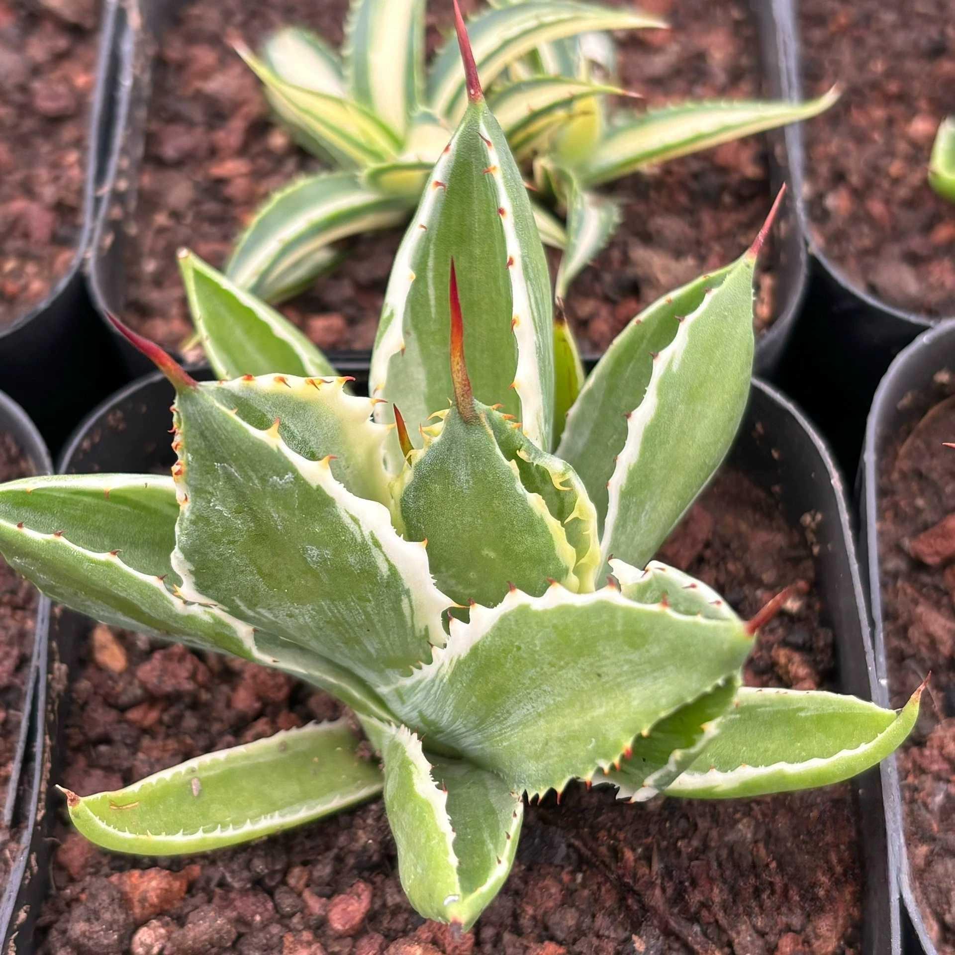 Agave isthmensis 'Cubic' variegated